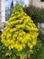 Tree Houseleek, Irish Rose, Aeonium arboreum, beautiful yellow Inflorescence