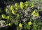 Tree houseleek or Irish rose plant. Canary Islands. Spain.