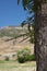 tree with huge thorns in desert of anatolia in pamukkale in blue sky, turkey