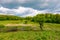 Tree on a hump over the grassy meadow