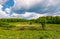 Tree on a hump over the grassy meadow