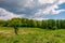 Tree on a hump over the grassy meadow