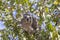 Tree Hyrax