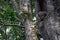 Tree hyrax inside a hole in a big tree in the jungle of Mount Kenya/Africa