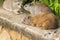 Tree Hyrax and Rock Hyrax resting on concrete floor at Serengeti National Park in Tanzania, Africa