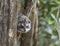 Tree Hyrax seen at Masai Mara,Kenya