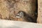 Tree hyrax on a tree, in the african savannah.