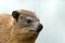 Tree Hyrax, Tree dassie on bright background at Serengeti National Park in Tanzania, Africa