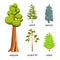 Tree icon set - Coniferous Trees cartoon illustration. Flat Coniferous Trees collection: big sequoia, spruce, larch, scotch fir an