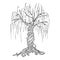 Tree icon. Vector illustration big tree willow. Hand drawn weeping willow tree
