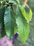 Tree Identification: American Chestnut Tree Leaf