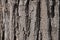 Tree Identification. Bark. Black Locust. Robinia pseudoacacia 