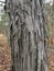 Tree Identification. Bark. Shagbark Hickory. Carya ovata