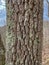 Tree Identification. Bark. Sourwood Oxydendrum arboreum