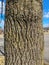 Tree Identification: Bur Oak Quercus macrocarpa