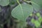 Tree Identification: Chinese Tallow Tree Leaf