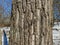 Tree Identification: Eastern Cottonwood. Poplus deltoides