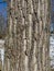 Tree Identification: Eastern Cottonwood. Poplus deltoides