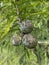 Tree Identification. fruit. Bald Cypress. Taxodium Distichum