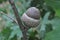 Tree Identification. Fruit. Shumard Oak. Quercus shumardii