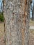 Tree Identification: Kentucky Coffeetree Gymnocladus dioicus