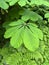 Tree Identification. Leaf. Horse Chestnut. Aesculus hippocastanum