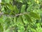 Tree Identification. Leaf. Winged Elm