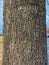 Tree Identification: Pin Oak. Quercus palustris