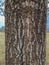 Tree Identification: Scarlet Oak Quercus coccinea