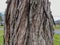 Tree Identification: Silver Maple. Acer saccharinum