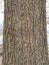 Tree Identification: Southern Red Oak Quercus falcata