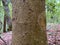 Tree Identification. Tree Bark. American Holly. Ilex Opaca