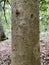 Tree Identification. Tree Bark. American Holly. Ilex Opaca