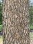 Tree Identification. Tree Bark. Chinese Pistache. Pistacia chinensis