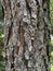 Tree Identification. Tree Bark. Longleaf Pine. Pinus Paulustris