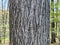 Tree Identification. Tree Bark. Pignut Hickory. Carya glabra