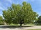 Tree Identification. Tree Size. Sawtooth Oak. Quercus acutissima