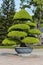 Tree in Imperial Royal Palace of Nguyen dynasty in Hue