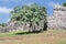 Tree impressive Mayan temple in Mexico