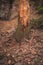 A tree infected with a bark beetle, pieces of bark fallen from the tree.