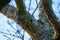 A tree infested by the Asian longhorn beetle