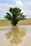 Tree in the inland water
