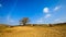 A Tree at Inner Mongolia