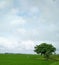 Tree inside field on the sky background