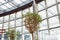 Tree inside indoor modern building. Winter Home garden. Glass roof and walls, glass architecture, interior, view from below