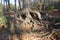 Tree with interesting root braid in eifel, germany . Extremely gnarled roots above the ground . Weird asthetic roots .