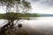 Tree on a Island in Loch Lomond in Scotland on a sunny spring morning