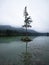 Tree island reflection in alpine mountain lake Hintersee cloudy mood Ramsau Berchtesgadener Land Bavaria Germany