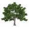 Tree isolated. Acer saccharum maple