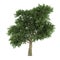 Tree isolated. Arbutus menziesii